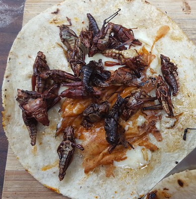 Grasshoppers taco