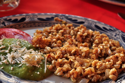 mosquito eggs dish