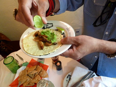 Worm taco gusano de maguey