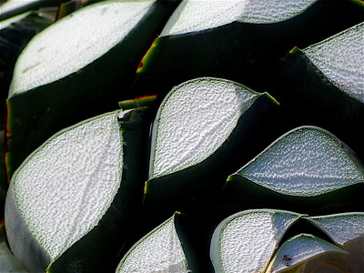 Agave head