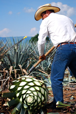 Jimador con agave
