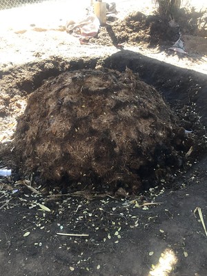 Agave pits