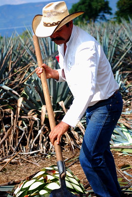 Jimador cutting agave for tequila in Mexico