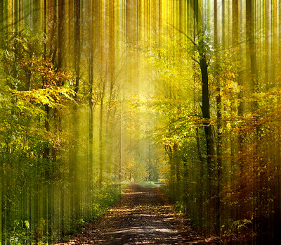 Forest daylight