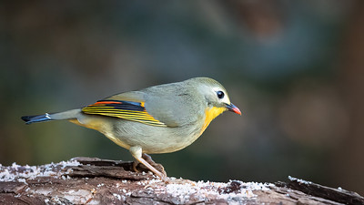 Bird