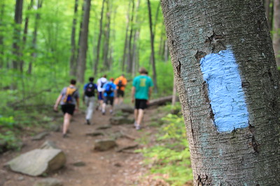 Forest trail blazes