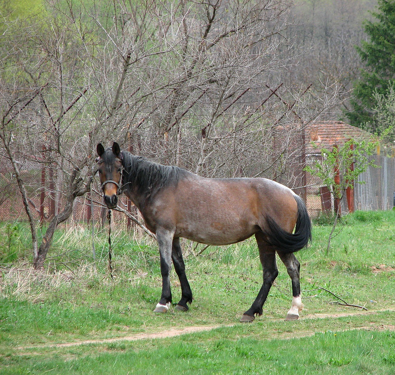 a brown horse in Belogradchik