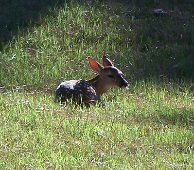 Deer