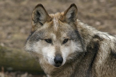 Mexican gray wolf