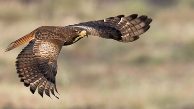 Eagle