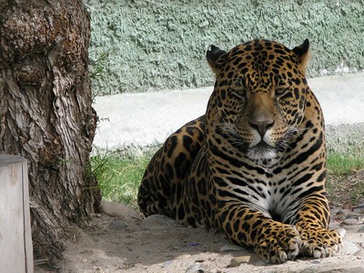 Jaguar