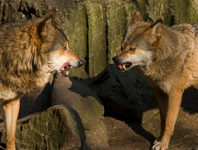 Angry wolves