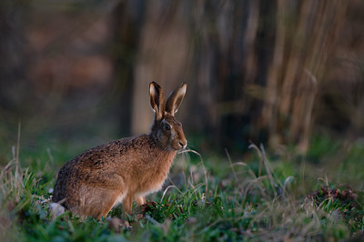 Hare